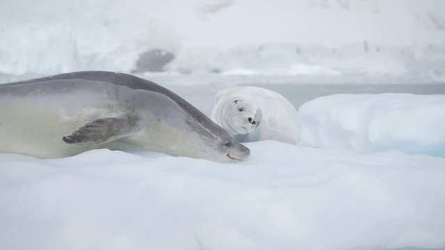 White Leopard Seals on Iceberg in Antarctica Close