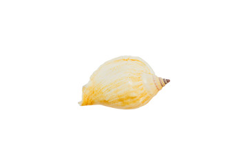 marine sea shell isolated on white background