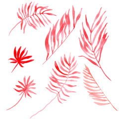 Fototapeta premium watercolor illustration of a tropical leaves of coral color. hand drawn