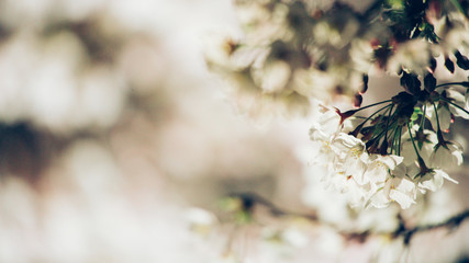 三渓園の桜