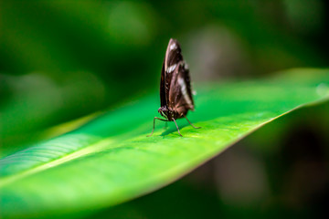 Black butterfly on green leaves