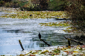 A tour around the reserve, Dunham Point Reserve, Kinleith, New Zealand