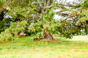 A tour around the reserve, Dunham Point Reserve, Kinleith, New Zealand