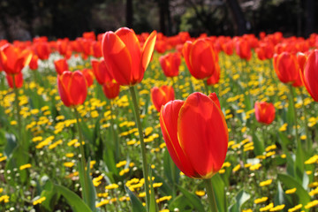 Colorful flowers at a Japanese garden in Beppu, Oita.