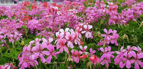 pink Flowers in the garden