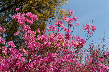 Pink sakura blooming during the start of spring season