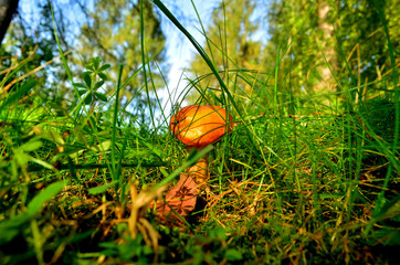 grzyb  © wedrownik52
