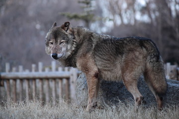 冬のオオカミ