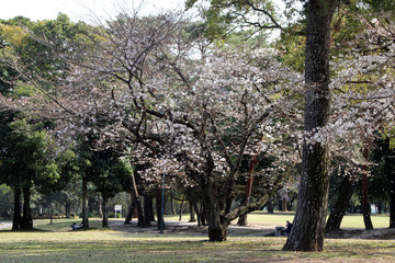 Sakura flowers falling onto lady and her dog during spring season