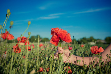 Seasonal flowering poppies, hands with flower, poppy field
