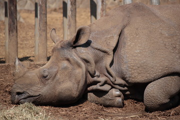 Fototapeta premium 昼寝をするサイ