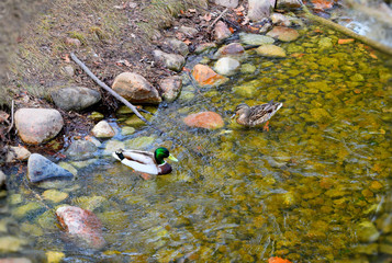 spring in the Park