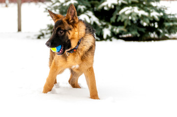 A german shepherd puppy dog playing with a ball at winter