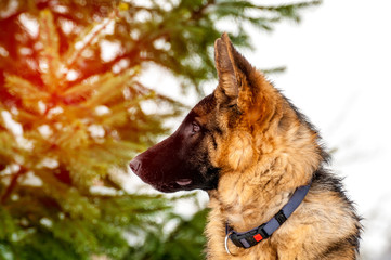 Portrait of a german shepherd puppy dog at winter