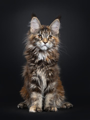 Fototapeta na wymiar Majestic tortie Maine Coon cat kitten sitting up, looking beside lens with brown eyes. Isolated on black background.