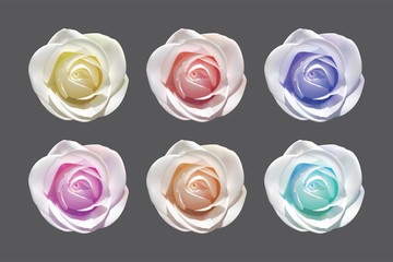 roses of different colors on a dark background vetor