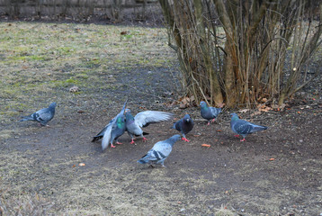Fototapeta premium pigeons in the park
