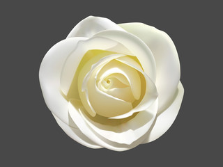 light rose on a dark background vector