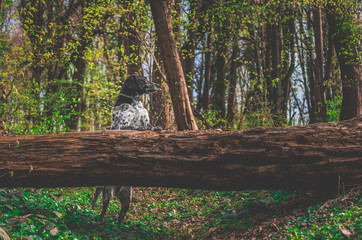 German pointer dog posing in the forest
