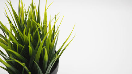 Artificial cactus plants or plastic or fake tree on white background.
