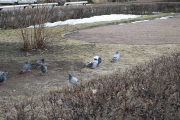 Obraz premium flock of pigeons in the field