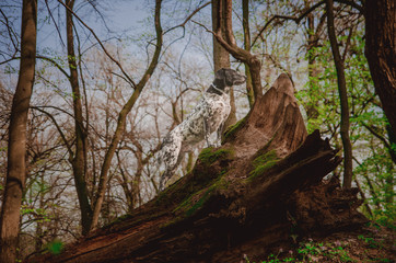 German pointer dog posing in the forest