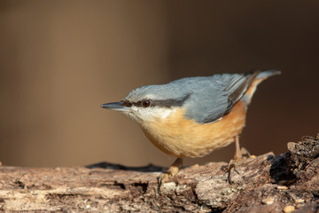 Eurasian Nuthatch (Sitta europaea) in the nature protection area Moenchbruch near Frankfurt, Germany.