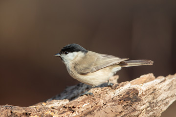 Marsh Tit (Poecile palustris) in the nature protection area Moenchbruch near Frankfurt, Germany.