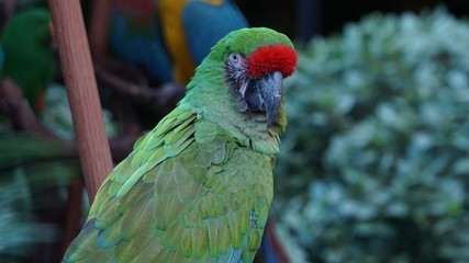 Parrot