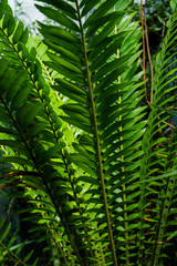 Green leaves texture. Fresh spring tropical leaves background