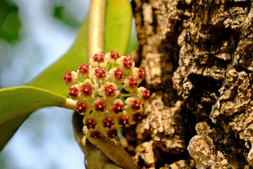 Close up beautiful blooming Sweetheart Hoya (Valentine Hoya ,Hoya kerrii Craib) blossom.