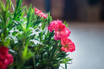 Flowering plant close up. Pink flowers and green leaves.