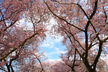 Obraz na płótnie Canvas Blick nach oben in Baumkronen von blühenden rosa Kirschbäumen