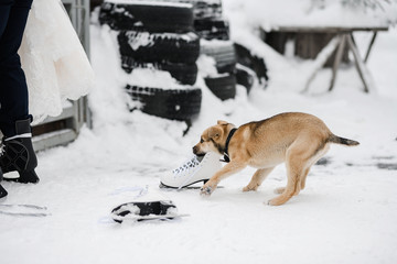 Dog steals winter skates
