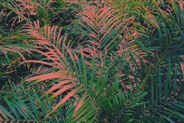 Green patterns of many palm leaves with light and shadows in vibrant green pink tones style growing at greenhouse. Greenery in botanical garden. Background, close up, texture.