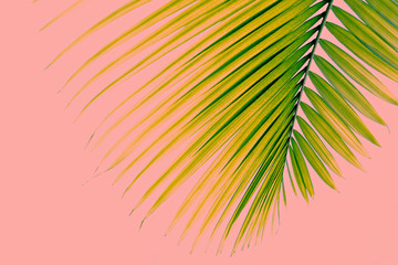 Fototapeta na wymiar Minimal style composition with single leaf of coconut palm tree on vibrant pink and white gradient background. Close up, copy space for text, background flat lay, top view.