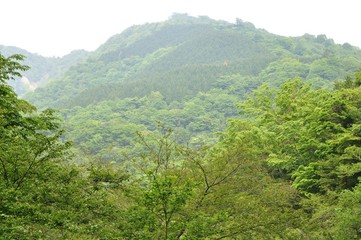 新緑の頃の市原新道尾根