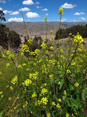 Cusco, Peru, South America, Andes