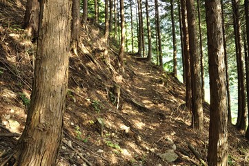 山林の木漏れ日 ヒノキ林