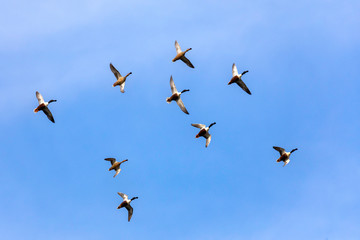 large group of ducks flying in formation in the blue sky