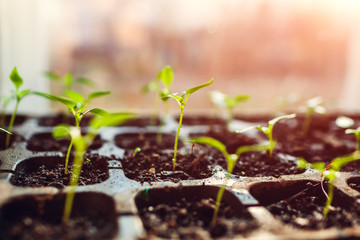 Growing pepper sprouts in pots at home. Spring preparation. Agriculture and farming concept.