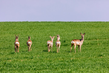 Naklejka na ściany i meble A Flock of deer with summer grazing on green grass field