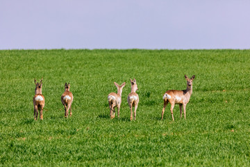 A Flock of deer with summer grazing on green grass field