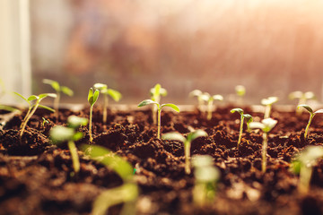 Growing tomato sprouts at home by window. Spring preparation. Agriculture and farming concept.