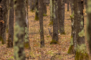 Obraz premium Roe deer (Capreolus capreolus) in an oak forest at the feeding spot