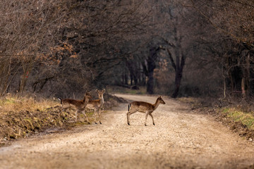 Roe deer (Capreolus capreolus) in an oak forest at the feeding spot