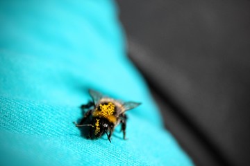 Bumble Bee on blue
