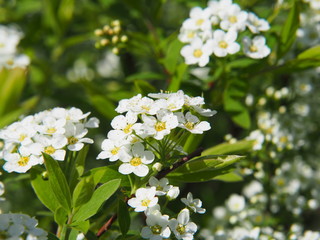 Spiraea cinerea 'Grefsheim' (syn. Spiraea arguta) - spirea 