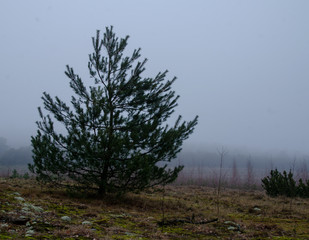 tree in the fog