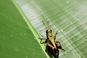 Grasshopper